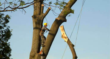 Abattage d’arbre 84 à Sorgues